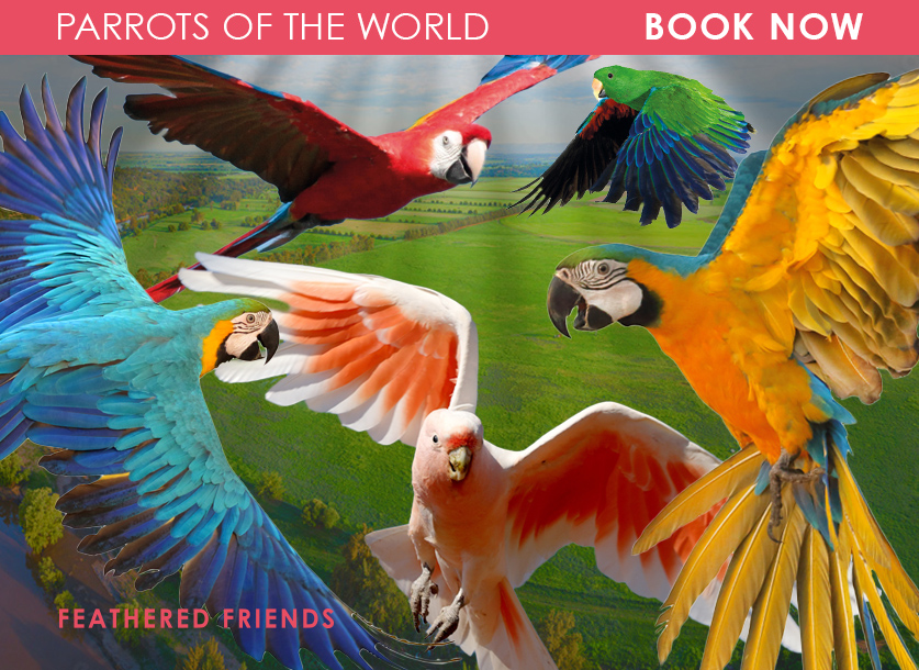 Feathered Friends Parrots of the World Experience